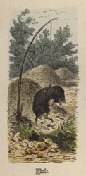 Krtek (barevná rytina)