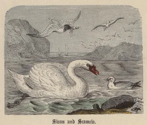 Swan and Seamew (barevné rytí)