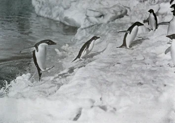 Tučňáci skáčou na ledovou nohu, c1911, 1913.
