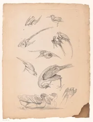 Jedenáct čínských ptáků, včetně kachen a conures Různí čínští ptáci (název série) Livre des differentes éspeces d