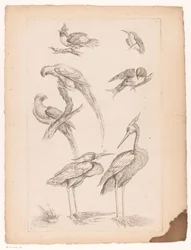 Sedm čínských ptáků, včetně volavek a Conures Různí čínští ptáci (název série) Livre des differentes éspeces d