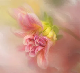 Jemně růžová dahlia