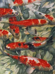 Koi kapr