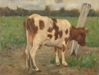 Kráva