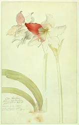 Amaryllis: Lilio-Narcissus, Indicus