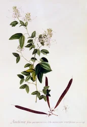 Bauhinia, c. 1745 ručně kolorovaná rytina.