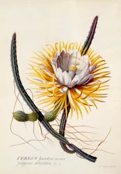 Cereus Královna noci, c. 1744 ručně kolorovaná rytina.