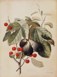 Fíky a třešně, 1747