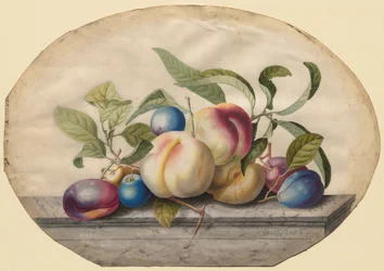 Aranžmá ovoce: Broskve a plumbs na mramorové desce, 1742.