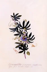 Passiflora Granadilla, c. 1745 ručně kolorovaná rytina.
