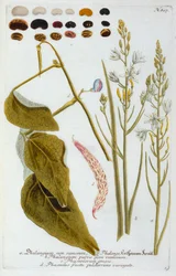 Phalangium, 1737 ručně kolorovaná rytina.
