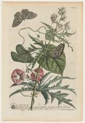 Plantae et papiliones rariores: č. 7, 1748