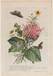 Plantae et papiliones rariores: č. 9, 1749.