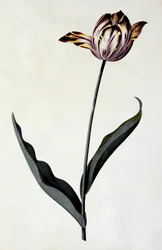 Tulipán, cca 1745 (ručně kolorovaná rytina)