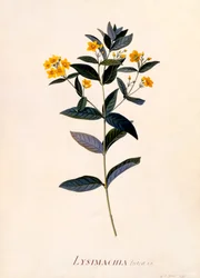 Yellow Loosestrife, c 1760 ručně kolorovaná rytina.