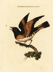 Rehek americký, Setophaga ruticilla