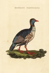 Barbary koroptev, Alectoris barbara