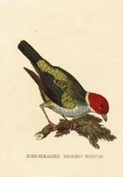 Bay-nespecifikováno Tanager, Tangara Jiroo