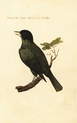 Bulbul černotemenný, Pycnonotus melanicterus