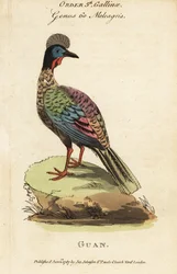 Guan chocholatý, Penelope purpurascens