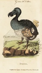 Vyhynulý dodo, Raphus cucullatus (Didus ineptus)