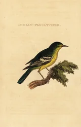 Lejsek zelenohřbetý, Ficedula elisae