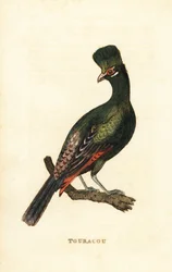 Guinea turaco nebo zelený turaco, Tauraco persa