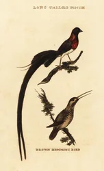 Vdovka rajská, Vidua paradisaea, a kolibřík rezavý, Selasphorus rufus