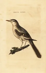 Pták severní, Mimus polyglottos