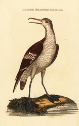 Falarop rudokrký, Phalaropus lobatus