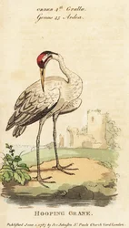 Jeřáb černý, Grus americana