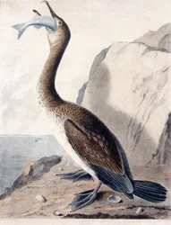 Kormorán (prvního roku), kolem 1841 (ručně kolorovaná rytina)