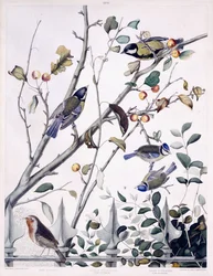 Červená prsa (Robin), sýkora koňadra (samec a samice) a sýkora modrá (samec a samice), kolem 1841 (ručně kolorovaná rytina)