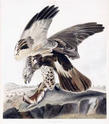 Káně drsnonohé (samice), kolem 1841 (ručně kolorovaná rytina)