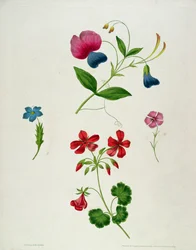 Ilustrace z 