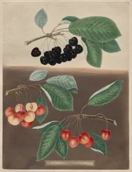 Pomona Britannica: č. 10 – třešně