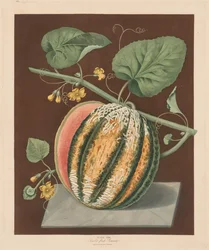 Pomona Britannica: č. 64 – Scarlet Flesh Romana Melon, 1812.