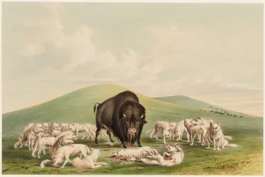 Buffalo Hunt, Bílí vlci útočící na Buffalo Bull