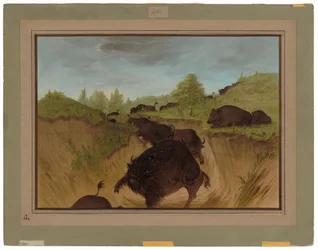 Medvědi grizzly útočí na Buffalo