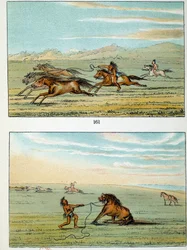 Indiáni Ameriky: jak chytit divoké koně. Ilustrace George Catlin (1794-1872)