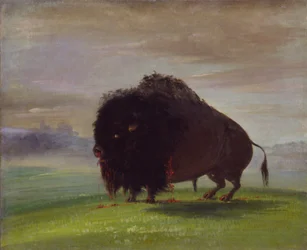 Zraněný buvol, stříkající svou krev přes prérie, 1832-1833.
