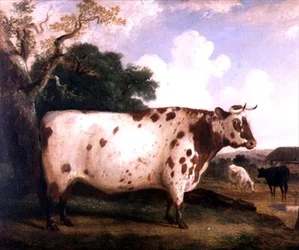 Shorthorn Bull v krajině