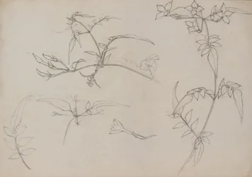 Botanická kresba