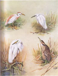 Volavka popelavá, volavka malá, volavka bílá, břehouš americký (litho)