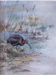 Ibis lesklý (litografie)