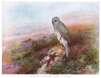 Slepice (samec), ilustrace z knihy 