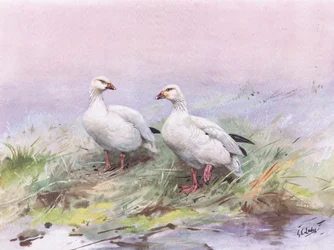 Husa malá (litografie)
