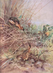 Malý břehouš (litografie)