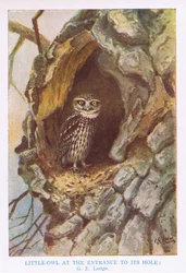 Malá sova u hnízdní nory, ilustrace z knihy 