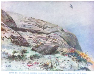 Ptáčník se schovává před jestřábem, ilustrace z knihy Kirkman  Jourdain "British Birds".